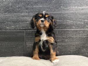 Petland Murfreesboro, Tennessee Cavalier King Charles Spaniel puppy available