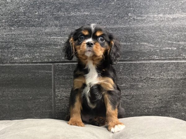 [#N03737]  - Black and Tan M Cavalier King Charles Spaniel Puppies for Sale