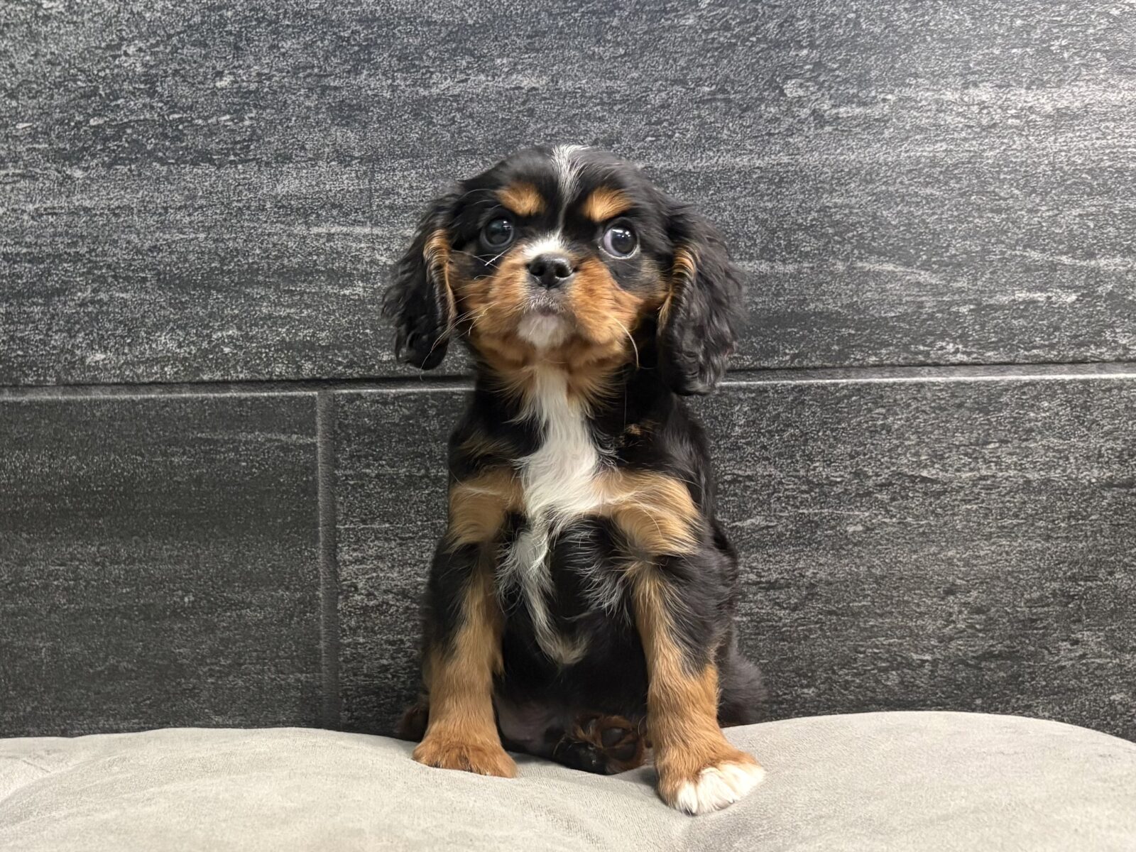 Cavalier King Charles Spaniel – 4331