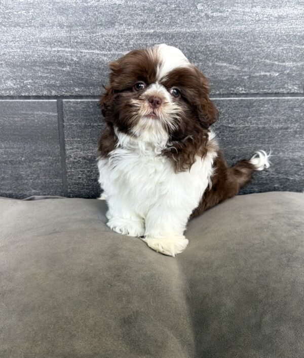 [#26912-04]  - Brown / White F Shih Tzu Puppies for Sale