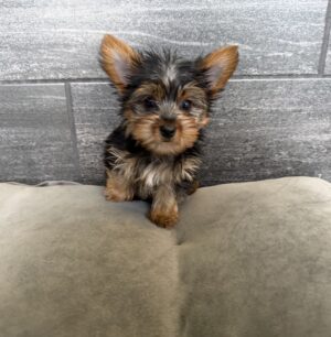 Petland Murfreesboro, Tennessee Yorkshire Terrier puppy available