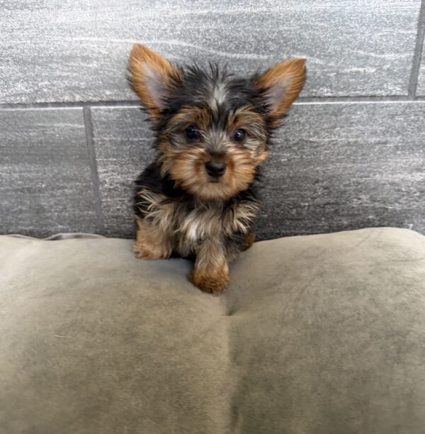 [#26223-01]  - M Yorkshire Terrier Puppies for Sale