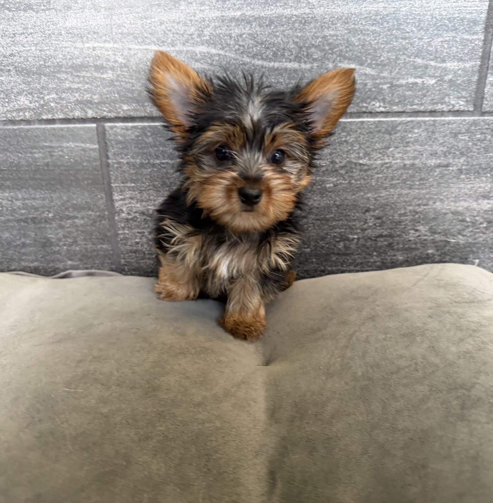 Yorkshire Terrier – 4330