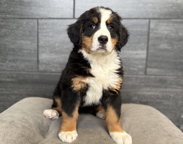[#26795-04]  - Black Rust / White F Bernese Mountain Dog Puppies for Sale