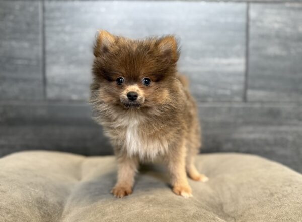 [#26216-01]  - Blue Fawn M Pomeranian Puppies for Sale