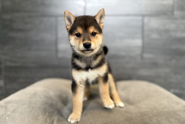 [#26823-01]  - Black F Shiba Inu Puppies for Sale