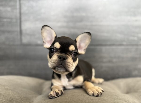 [#26756-04]  - Black F French Bulldog Puppies for Sale