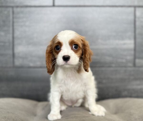 [#26917-04]  - Blenheim F Cavalier King Charles Spaniel Puppies for Sale