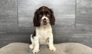 Petland Murfreesboro, Tennessee English Springer Spaniel puppy available