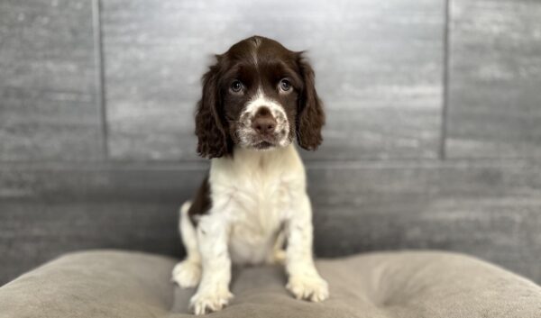 [#26142-01]  - Chocolate / White M English Springer Spaniel Puppies for Sale