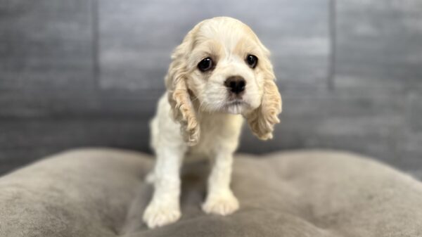 [#26147-03]  - Buff F Cocker Spaniel Puppies for Sale