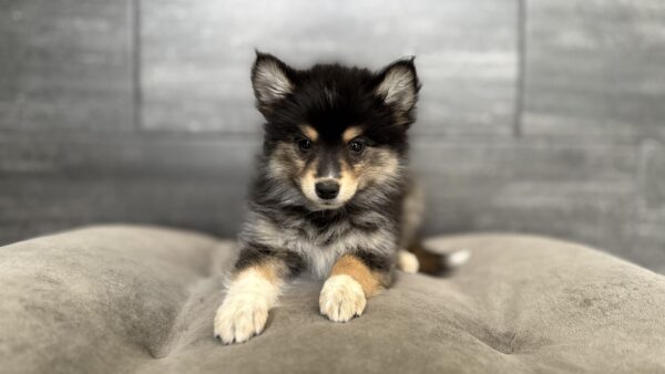 [#26700-05]  - Black F Pomsky 2nd Gen Puppies for Sale