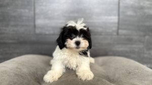 Petland Murfreesboro, Tennessee Teddy Bear puppy available