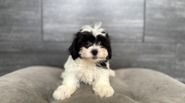 [#26747-01]  - White / Black M Teddy Bear Puppies for Sale