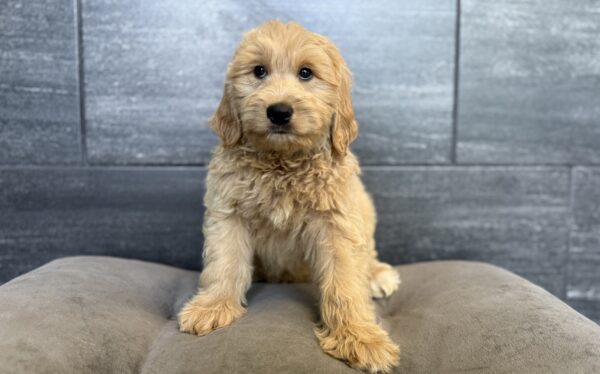[#26765-01]  - Cream / White M Goldendoodle Mini Puppies for Sale