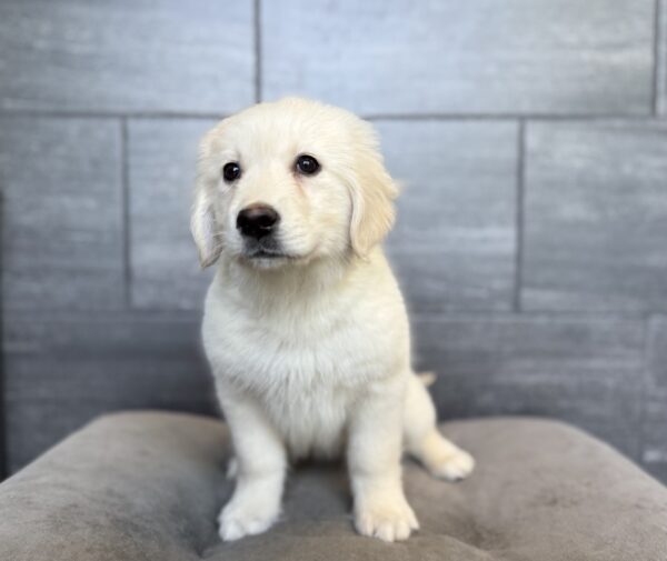 [#26828-01]  - Light Golden F Golden Retriever Puppies for Sale