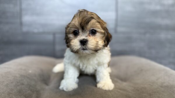 [#26822-05]  - Brown / White F Teddy Bear Puppies for Sale