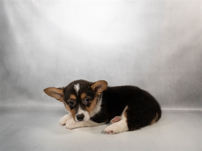 [#N03583]  - Black and Tan F Pembroke Welsh Corgi Puppies for Sale