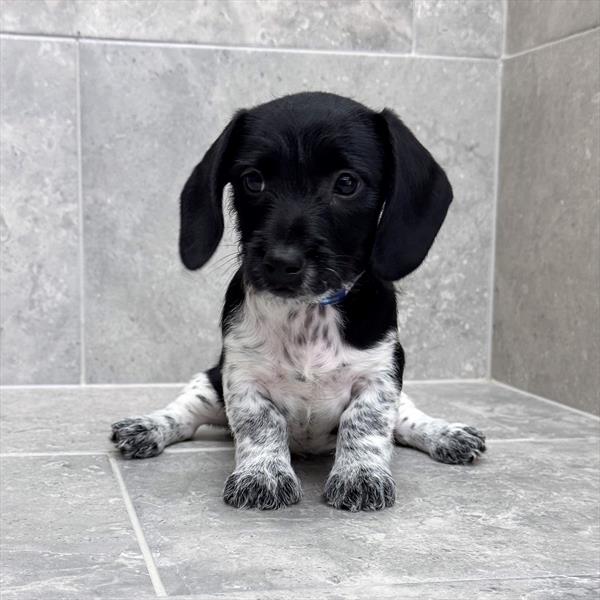 [#26176-03]  - Black M Dachshund Puppies for Sale