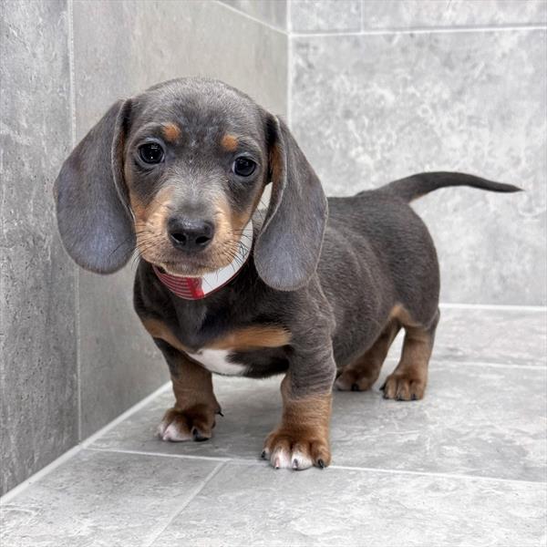 [#26184-02]  - Blue M Dachshund Puppies for Sale