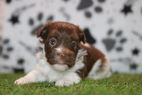 [#26756-02]  - Chocolate M Havanese Puppies for Sale