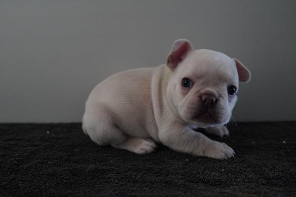 [#261064-02]  - Cream F French Bulldog Puppies for Sale