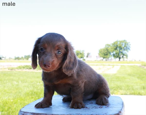 [#26275-01]  - Chocolate / Tan M Dachshund Puppies for Sale