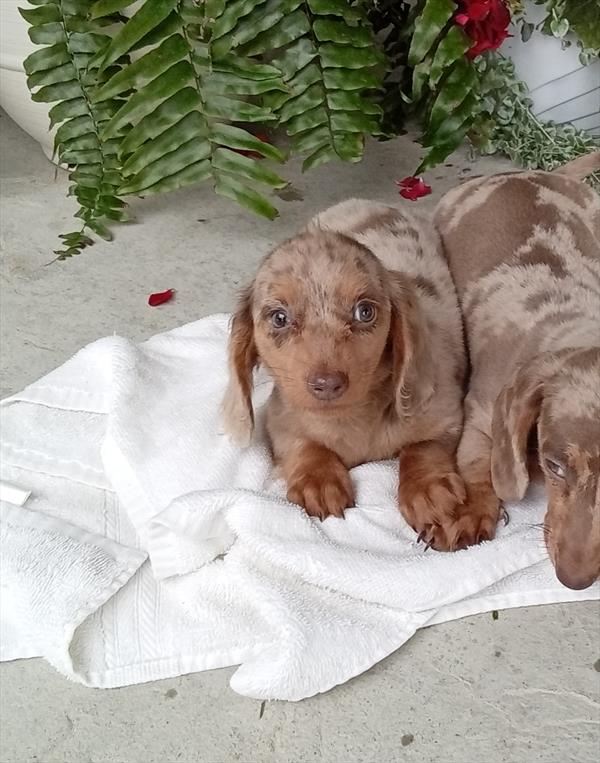 [#26292-02]  - Chocolate / Tan F Dachshund Puppies for Sale