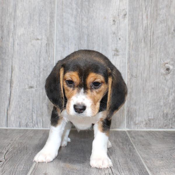 [#26199-03]  - Black White / Tan F Beagle Puppies for Sale