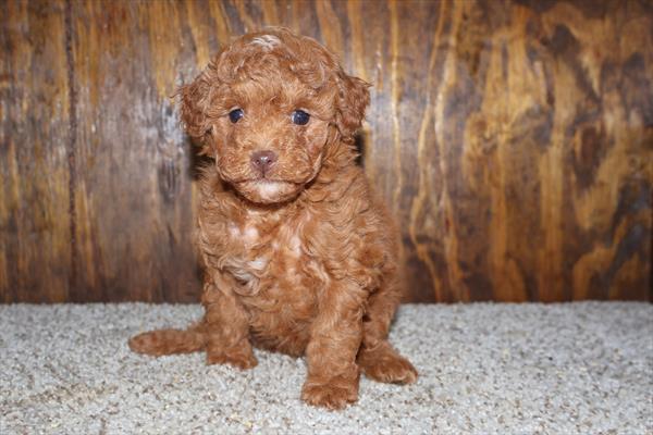 [#261205-03]  - Red F Poodle Puppies for Sale