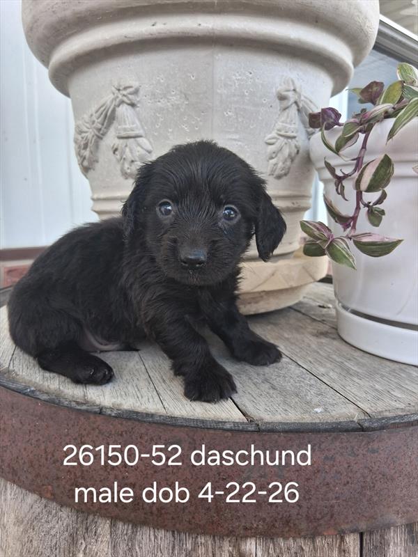 [#26318-01]  - Black M Dachshund Puppies for Sale