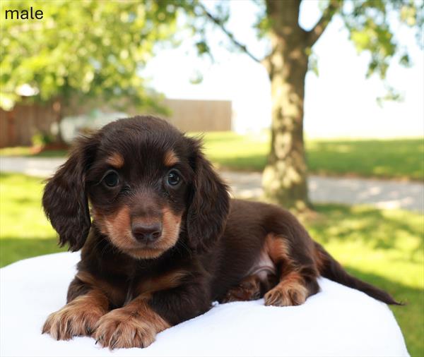[#26341-01]  - Chocolate / Tan M Dachshund Puppies for Sale