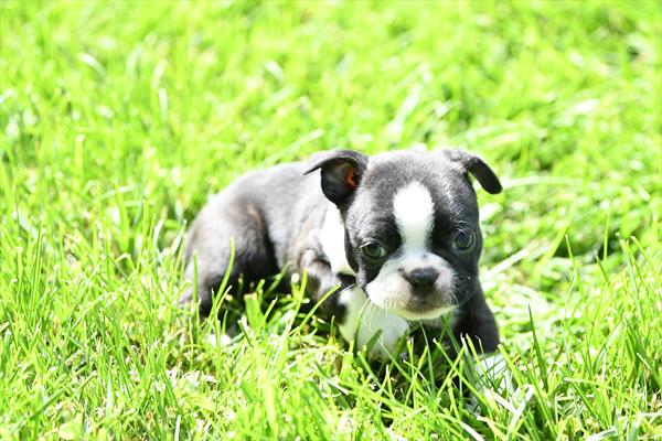 [#261433-01]  - Black / White M Boston Terrier Puppies for Sale