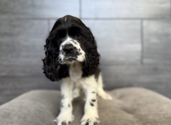 [#26175-05]  - Black F Cocker Spaniel Puppies for Sale