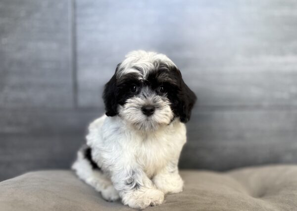 [#26236-01]  - M Coton de Tulear Puppies for Sale