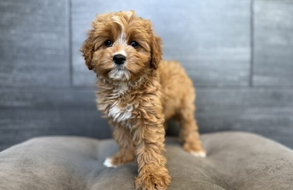 [#26978-06]  - Red F Cavapoo Puppies for Sale