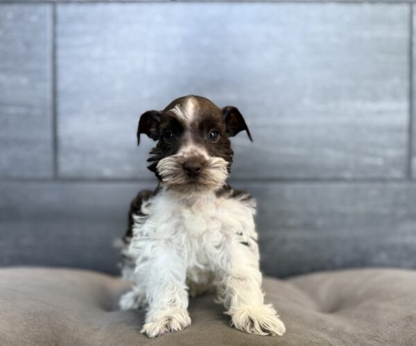 [#261094-02]  - Chocolate / White M Miniature Schnauzer Puppies for Sale