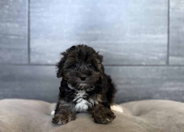 [#261030-01]  - Black M Yorkiepoo Puppies for Sale