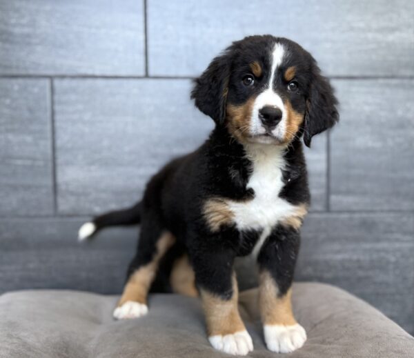 [#26969-04]  - Black M Bernese Mountain Dog Puppies for Sale