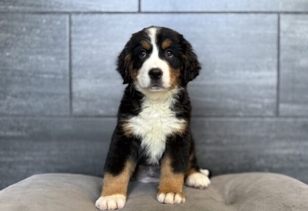[#2619-06]  - Black White / Tan F Bernese Mountain Dog Puppies for Sale