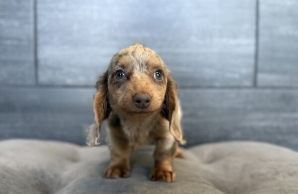 [#26292-02]  - Chocolate / Tan F Dachshund Puppies for Sale
