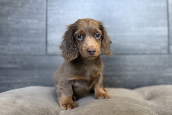 [#26275-01]  - Chocolate / Tan M Dachshund Puppies for Sale