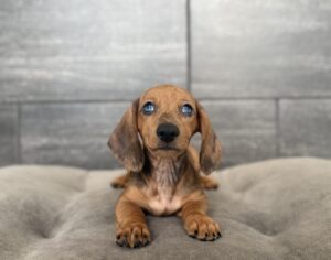 Petland Murfreesboro, Tennessee Dachshund puppy available