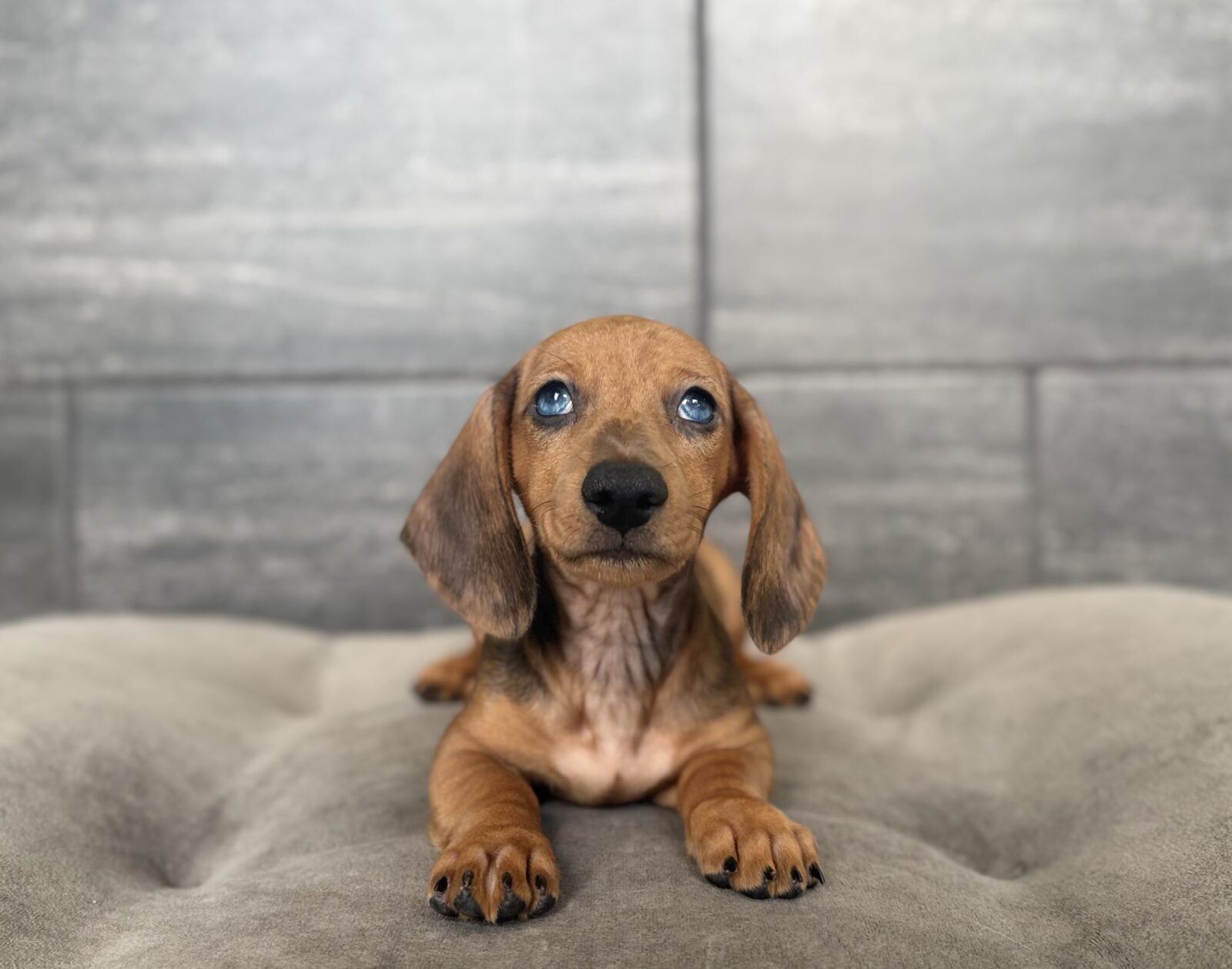 Dachshund in Tullahoma, TN