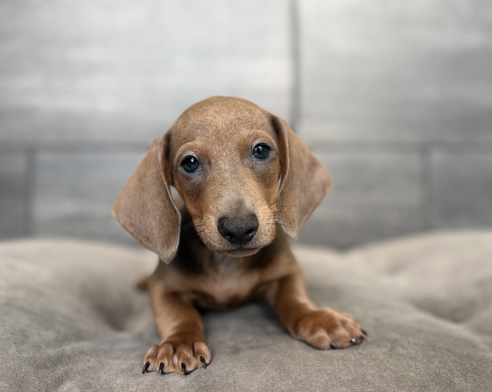 Dachshund in Clarksville, TN