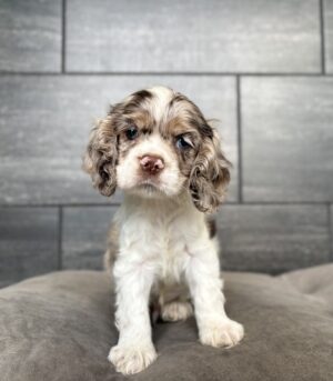 Petland Murfreesboro, Tennessee Cocker Spaniel puppy available