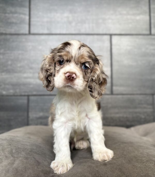 [#2614-05]  - Chocolate Merle M Cocker Spaniel Puppies for Sale