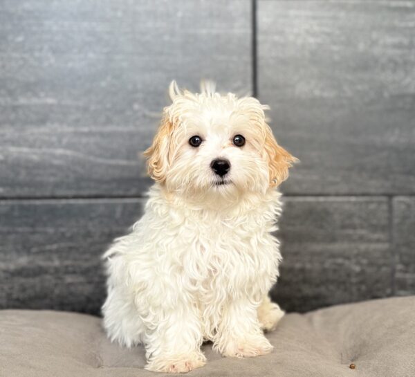 [#2610-03]  - F Maltese/Poodle Toy Puppies for Sale