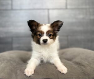 Petland Murfreesboro, Tennessee Papillon puppy available