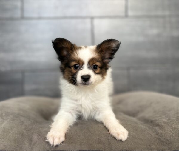 [#N05503]  - White and Sable M Papillon Puppies for Sale